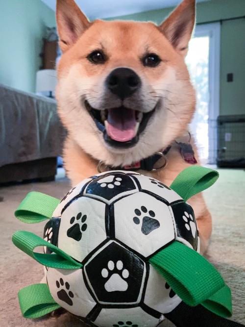 CubbyPet™ - Viral Doggie Ball
